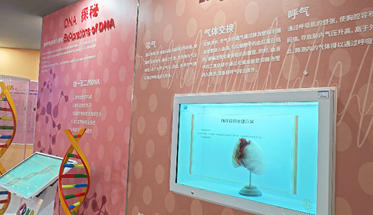 肺的呼吸全息透明柜_互动屏幕项目导览图1